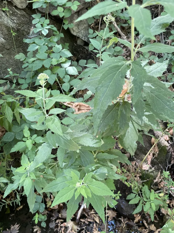 Eupatorium cannabinum