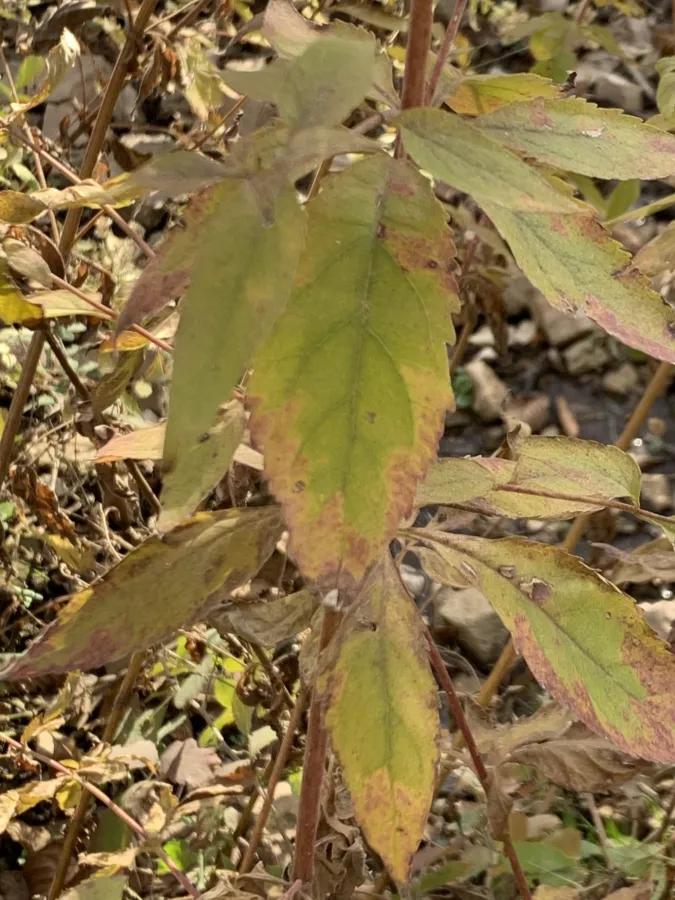 Eupatorium cannabinum