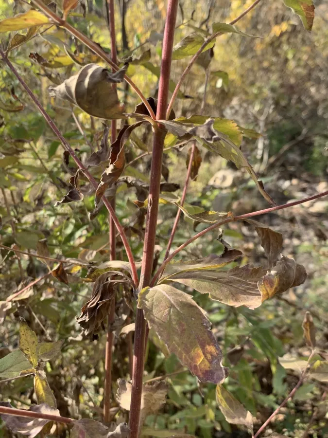 Eupatorium cannabinum