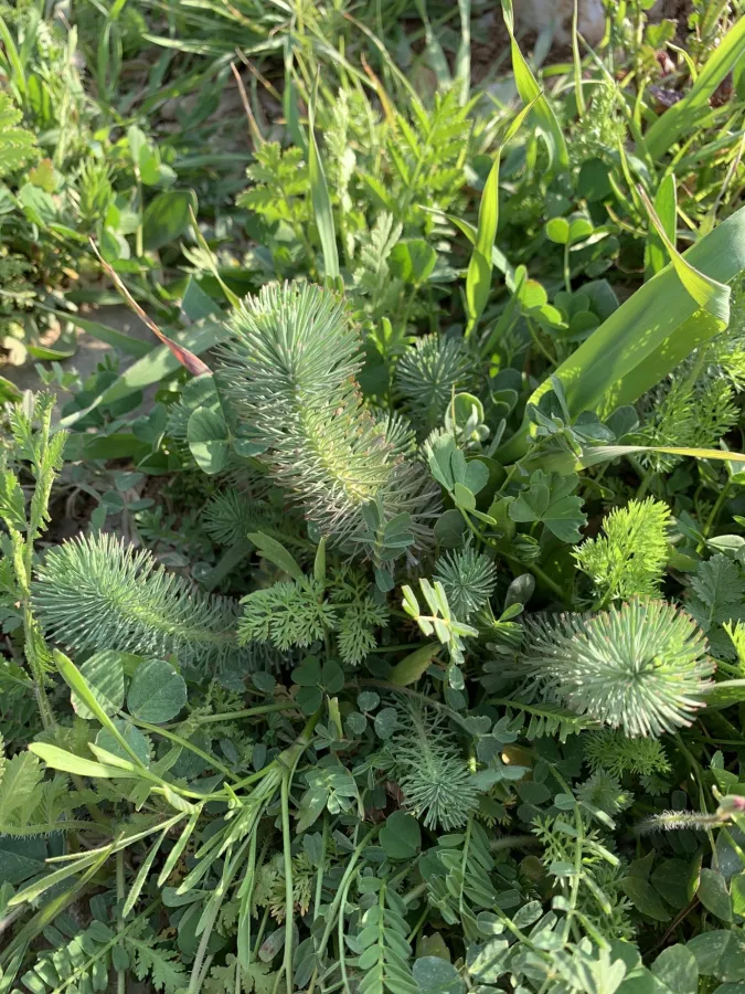 Euphorbia aleppica