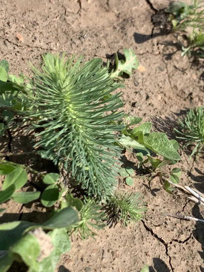 Euphorbia aleppica