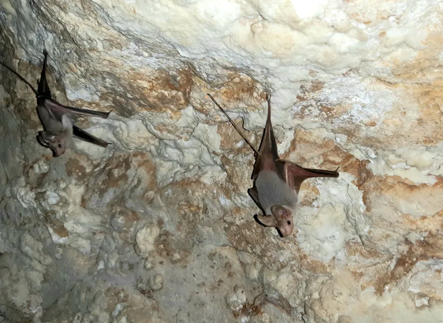 Lesser mouse-tailed bat