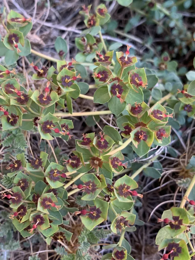 Euphorbia aucheri