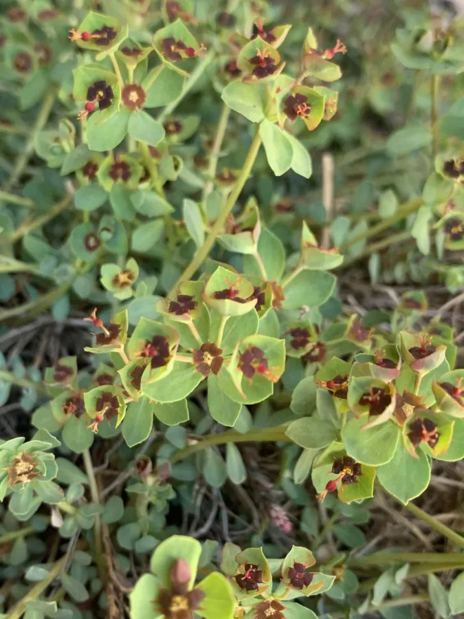 Euphorbia aucheri