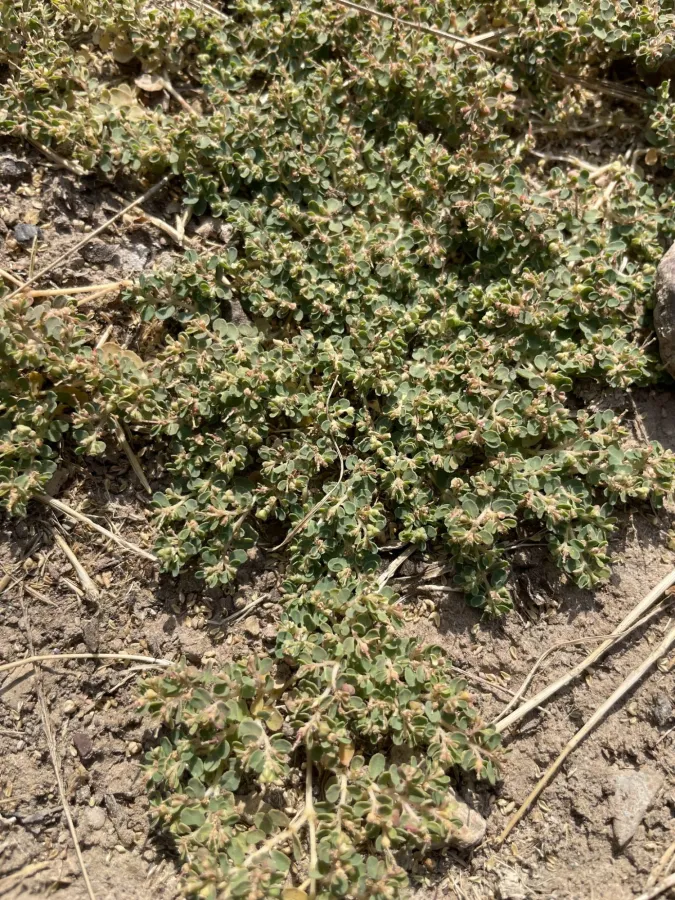 Euphorbia chamaesyce