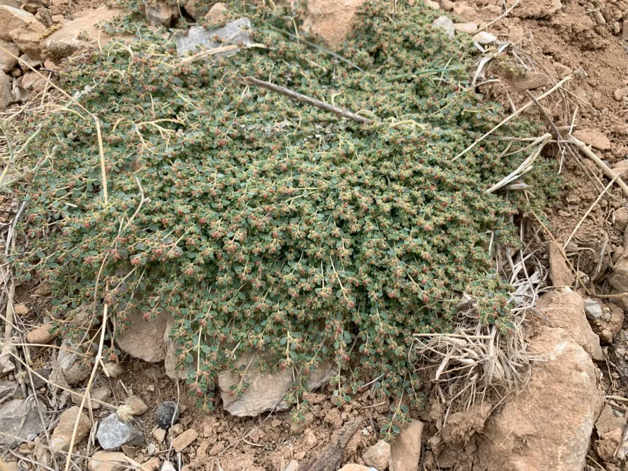 Euphorbia chamaesyce