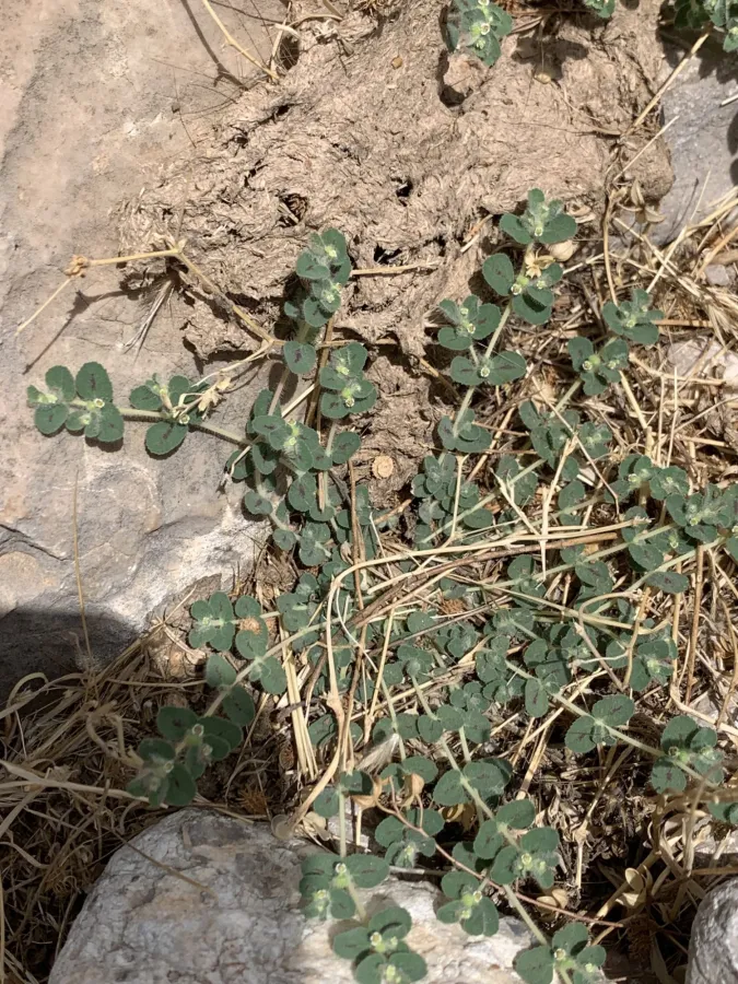 Euphorbia chamaesyce