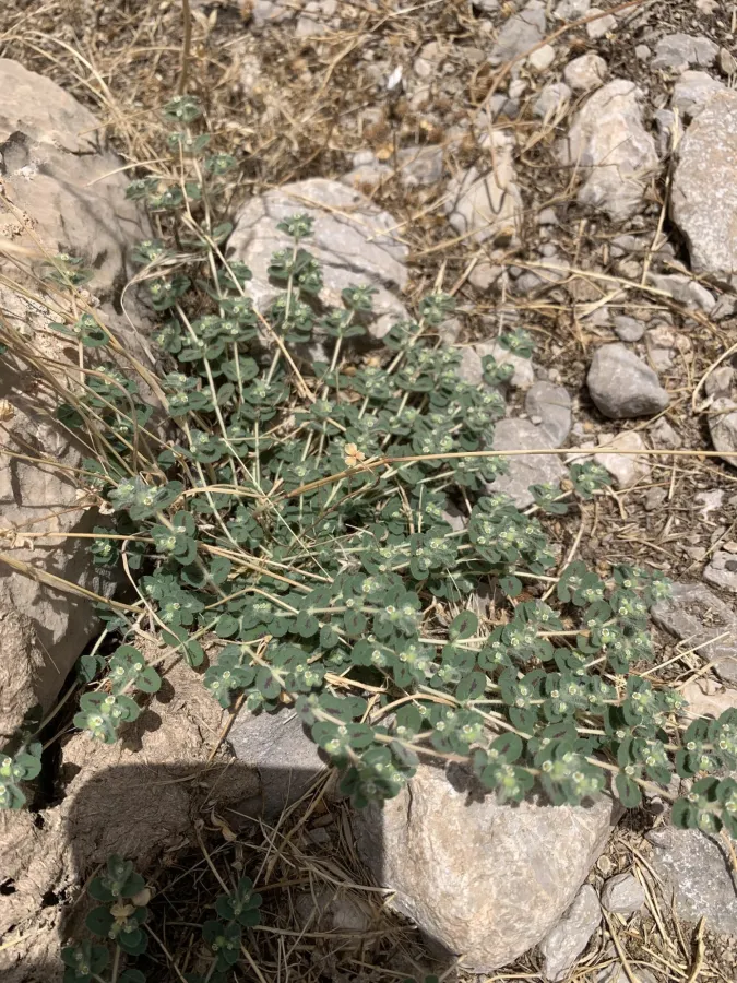 Euphorbia chamaesyce