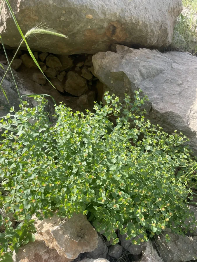 Euphorbia condylocarpa