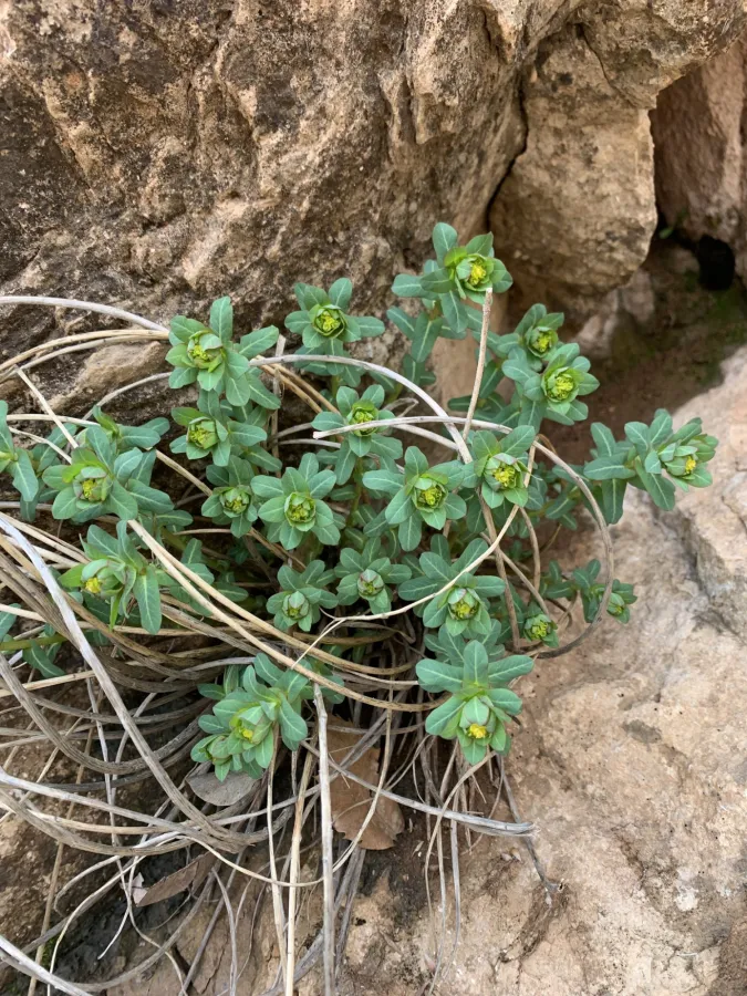 Euphorbia condylocarpa