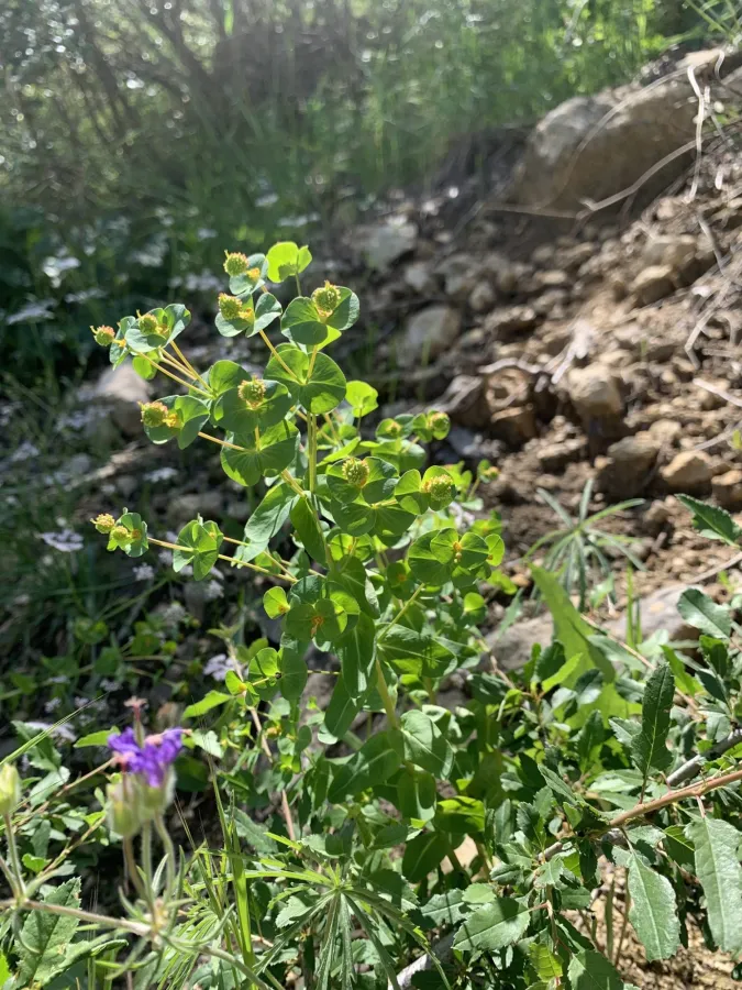 Euphorbia condylocarpa