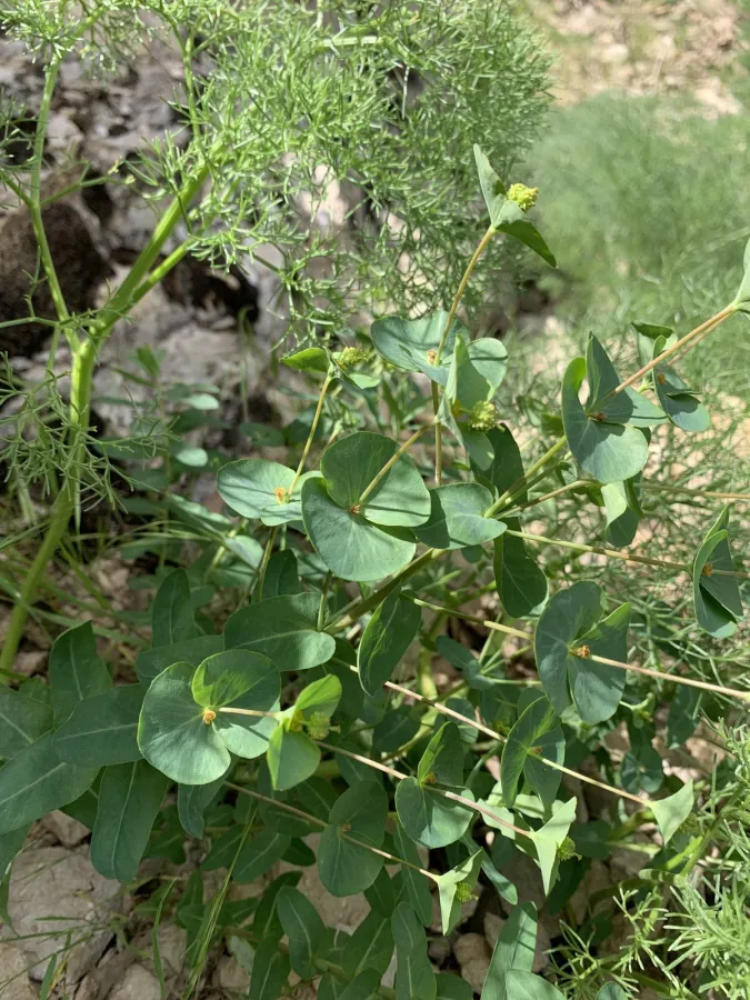 Euphorbia condylocarpa