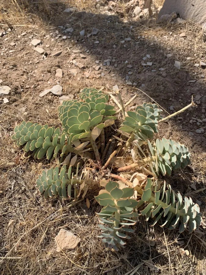 Euphorbia craspedia