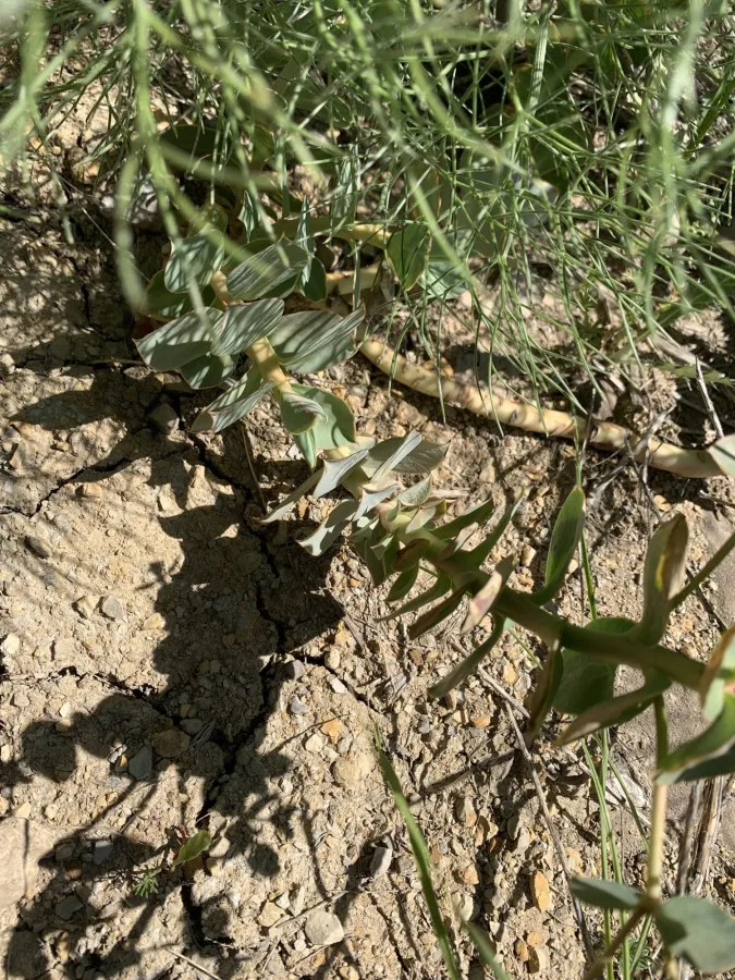 Euphorbia craspedia