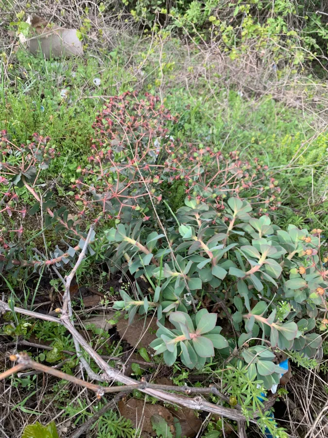 Euphorbia craspedia