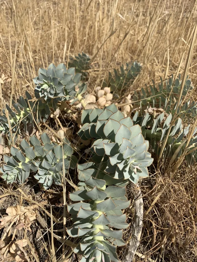 Euphorbia craspedia