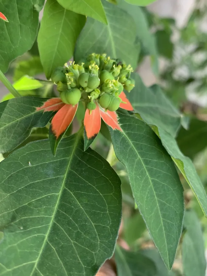 Euphorbia cyathophora