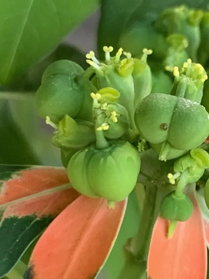 Euphorbia cyathophora
