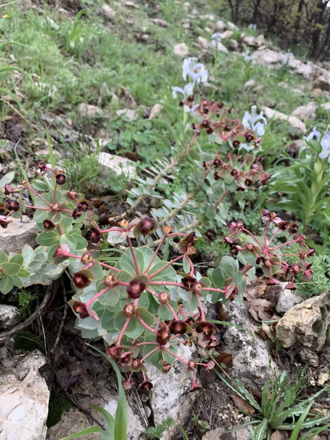 Euphorbia denticulata