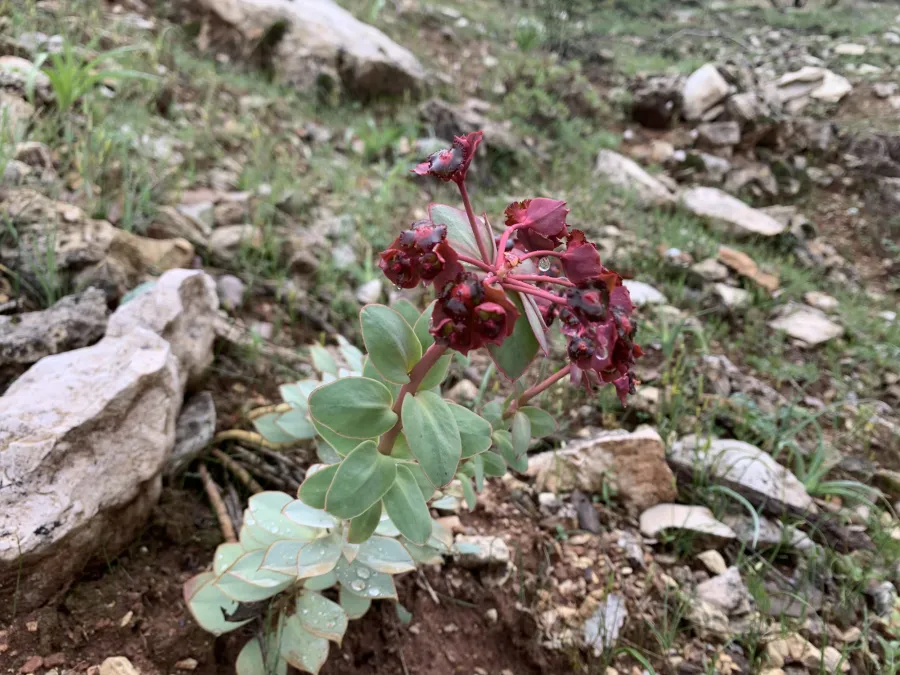 Euphorbia denticulata