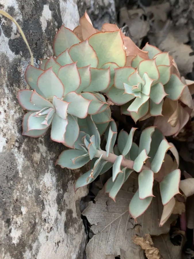 Euphorbia denticulata