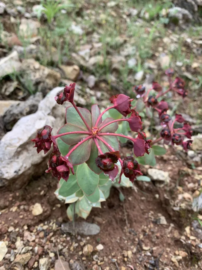 Euphorbia denticulata