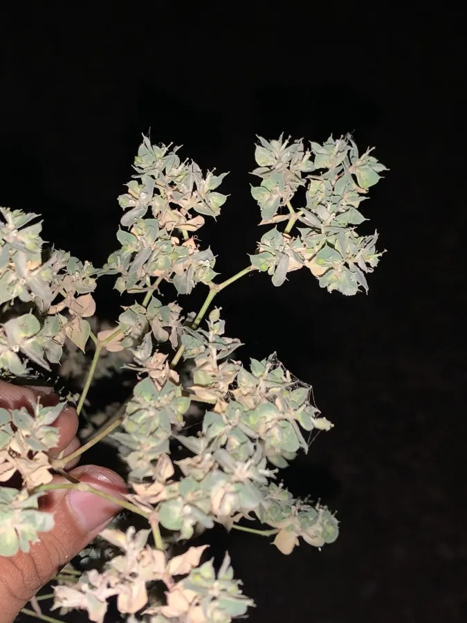 Euphorbia falcata