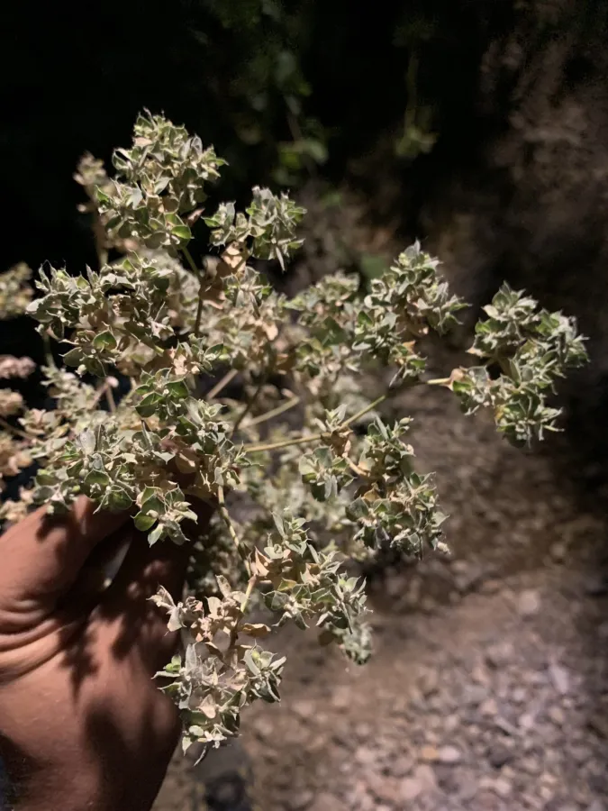 Euphorbia falcata