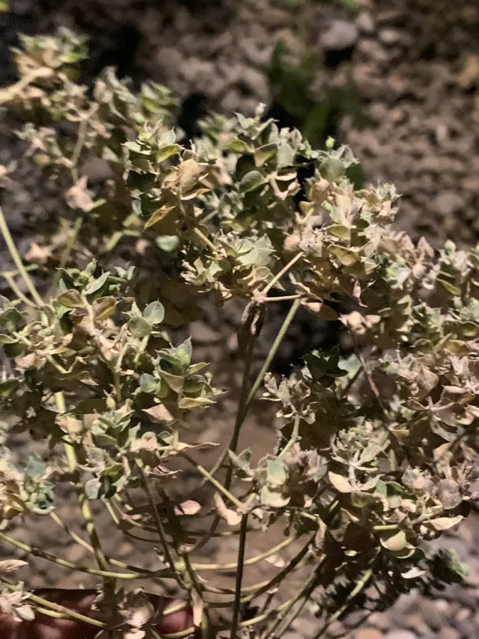 Euphorbia falcata