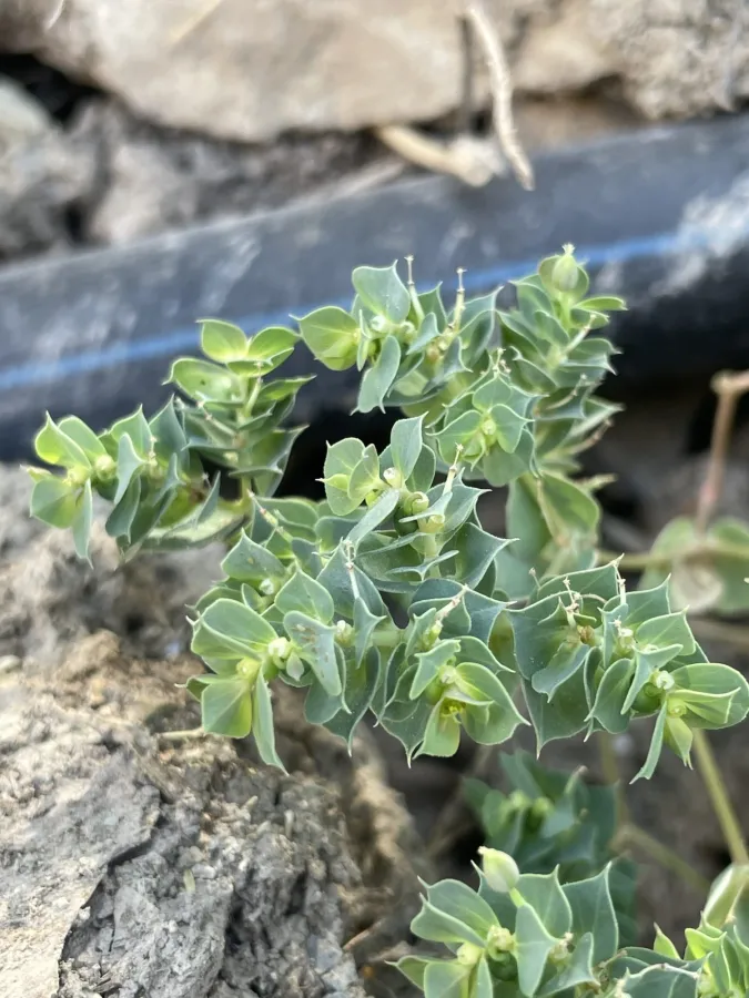Euphorbia falcata