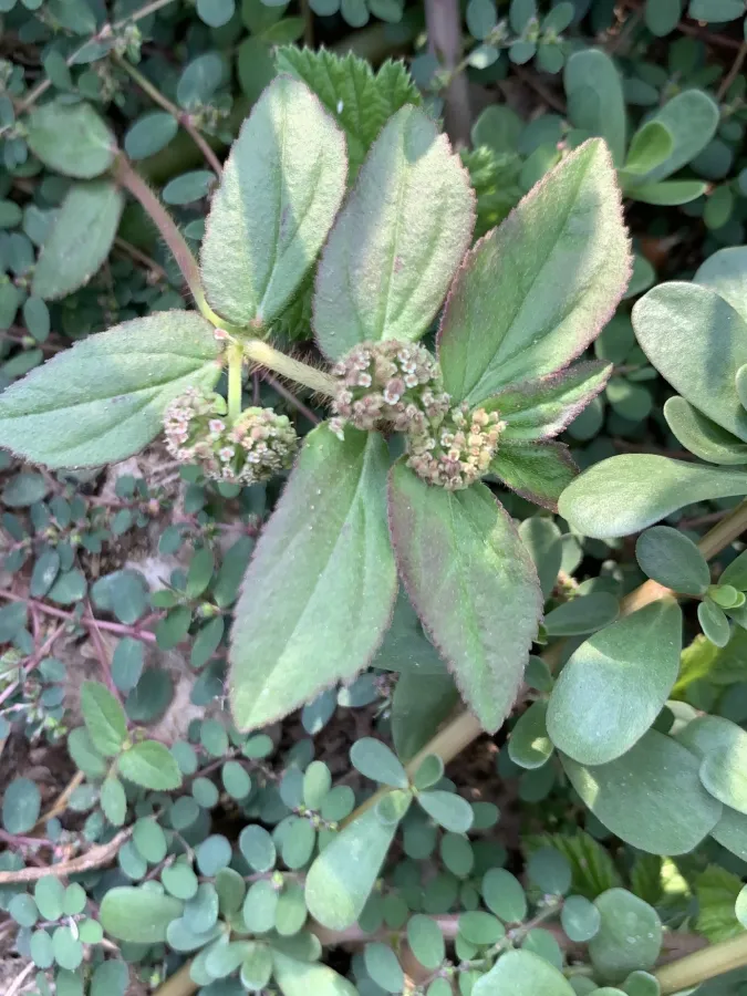Euphorbia hirta