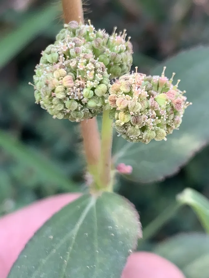 Euphorbia hirta