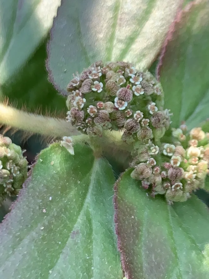 Euphorbia hirta