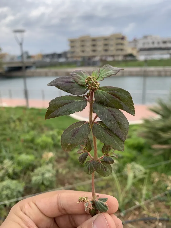 Euphorbia hirta