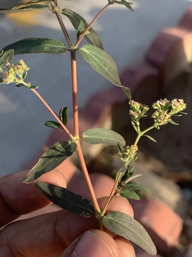 Euphorbia hypericifolia