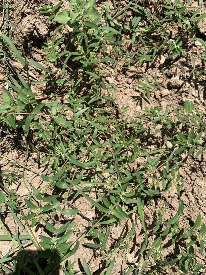 Euphorbia hypericifolia