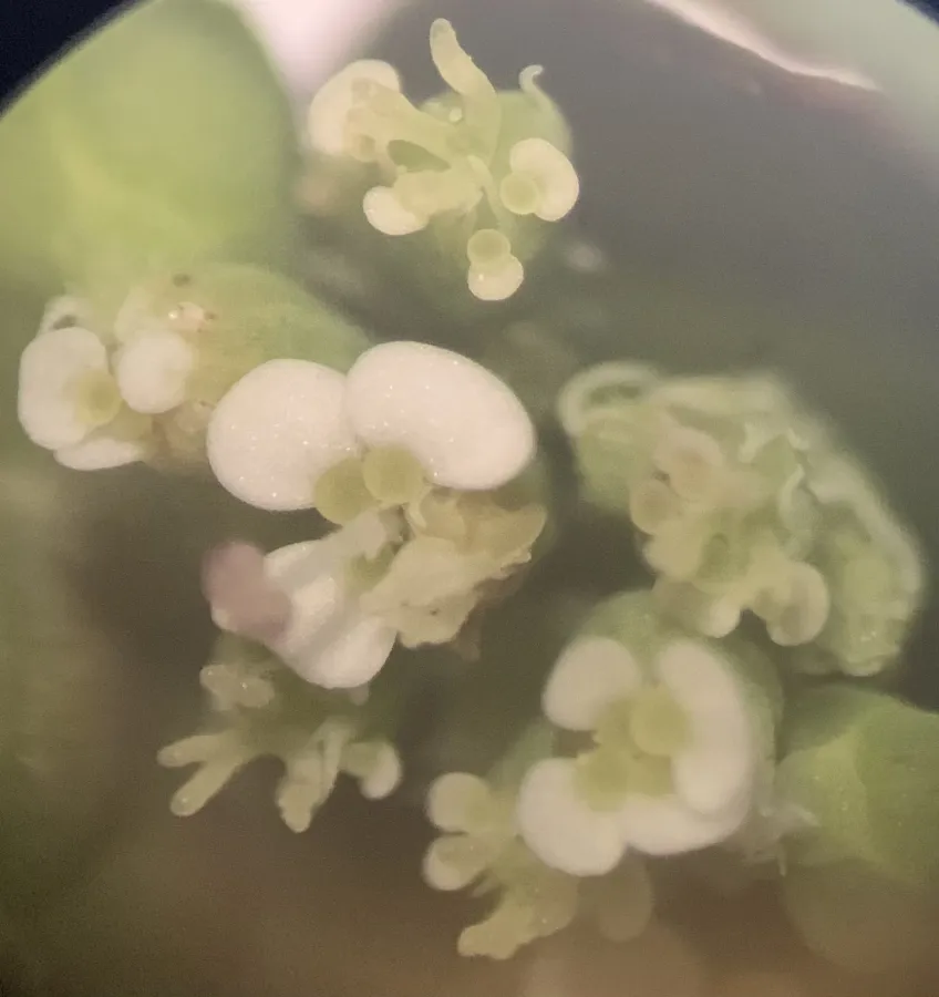 Euphorbia hypericifolia