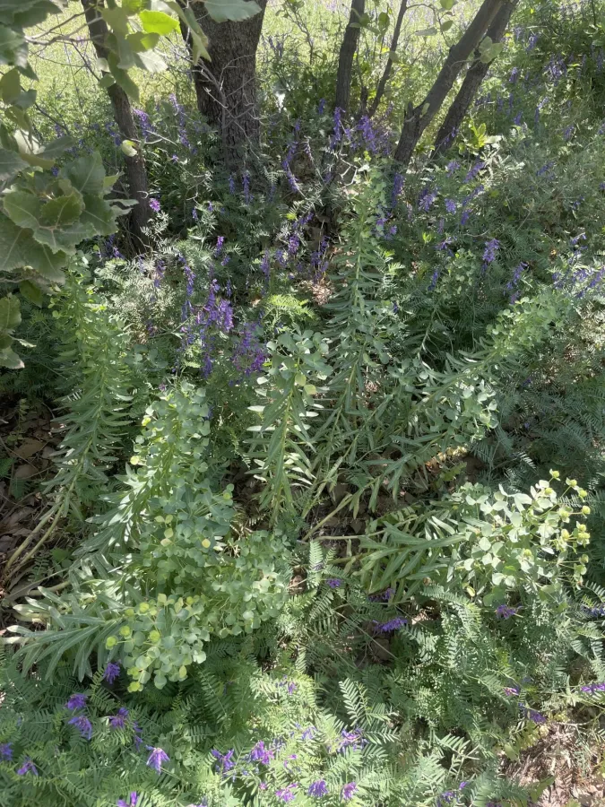 Euphorbia macrocarpa