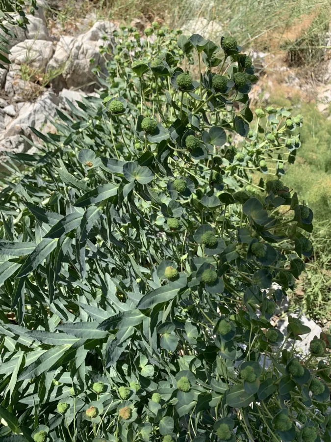 Euphorbia macrocarpa