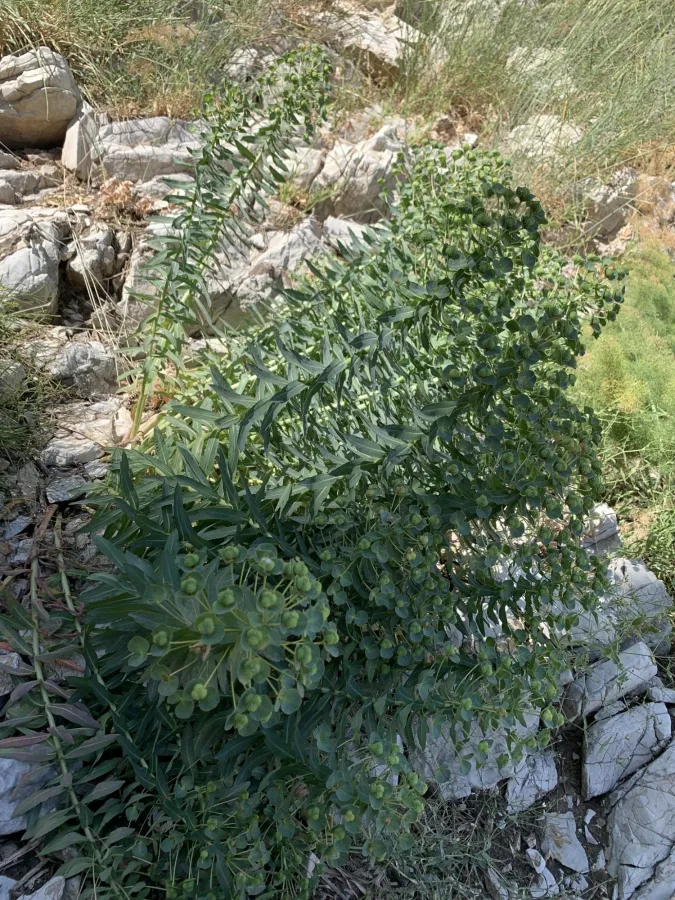 Euphorbia macrocarpa