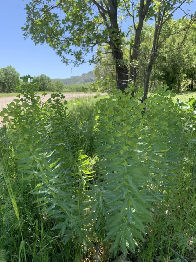 Euphorbia macrocarpa