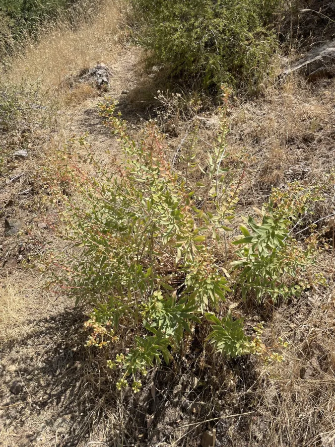 Euphorbia macroclada