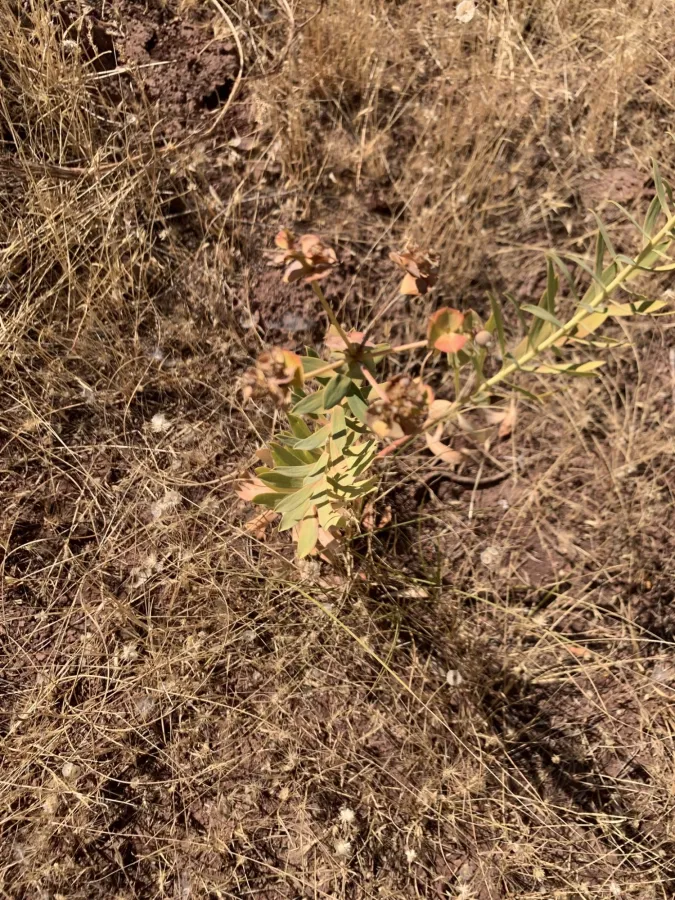 Euphorbia macroclada