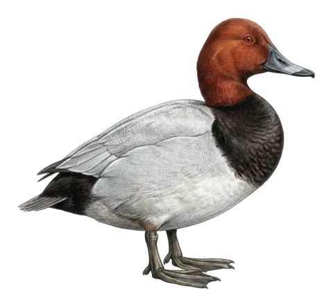 Common Pochard