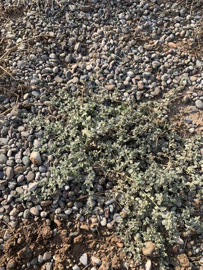 Euphorbia petiolata