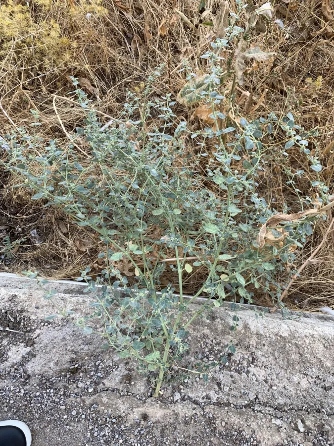 Euphorbia petiolata