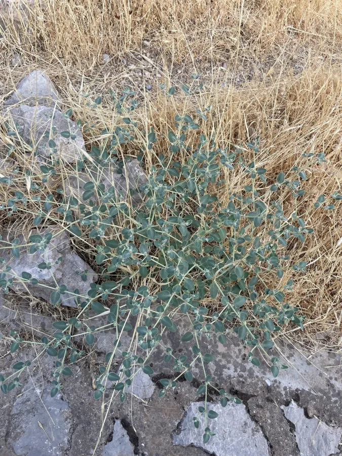Euphorbia petiolata