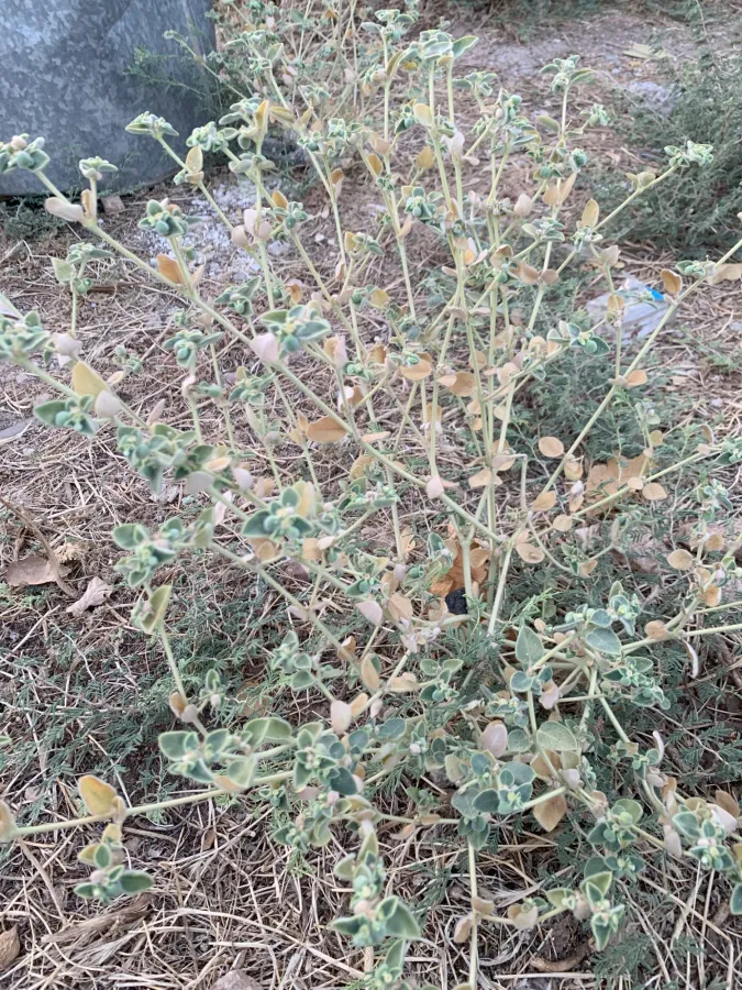 Euphorbia petiolata