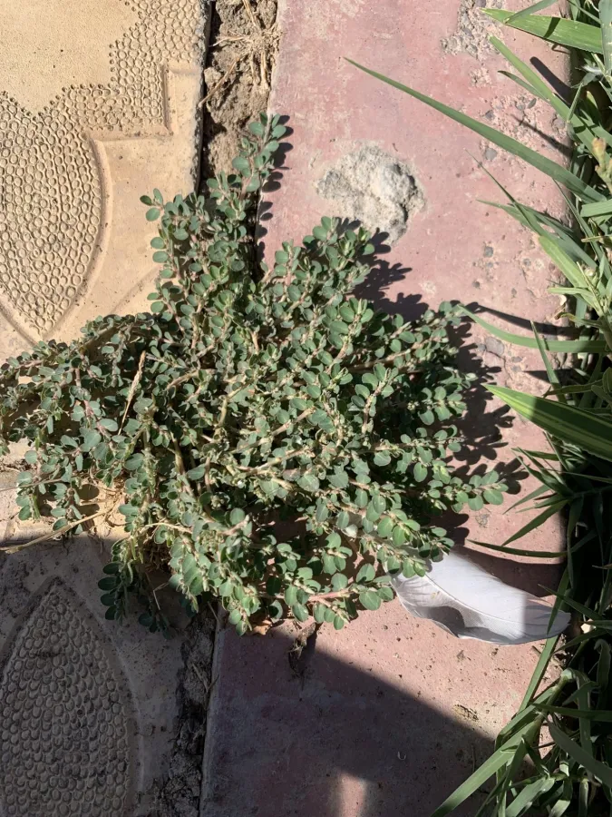 Euphorbia prostrata