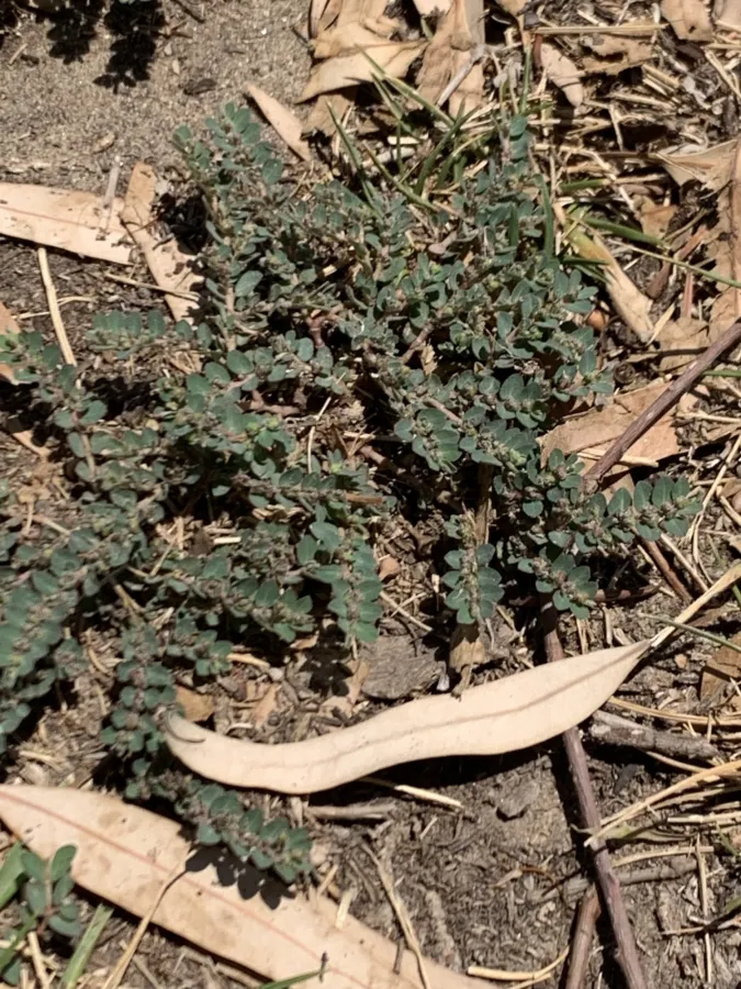 Euphorbia prostrata